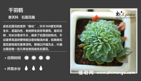 150种多肉植物图片名称大全