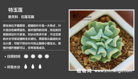 150种多肉植物图片名称大全