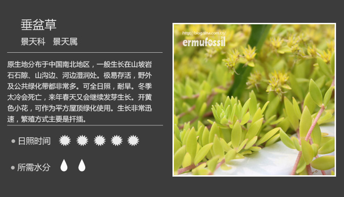 100种常见多肉植物图鉴及养殖方法