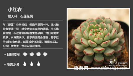 150种多肉植物图片名称大全