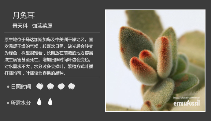 100种常见多肉植物图鉴及养殖方法