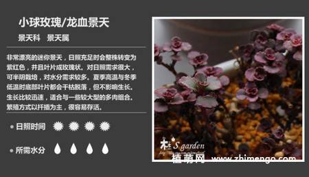 150种多肉植物图片名称大全