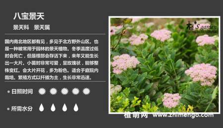 150种多肉植物图片名称大全