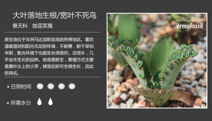 100种常见多肉植物图鉴及养殖方法