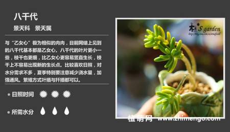 150种多肉植物图片名称大全