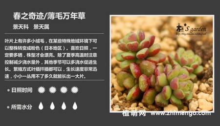 150种多肉植物图片名称大全