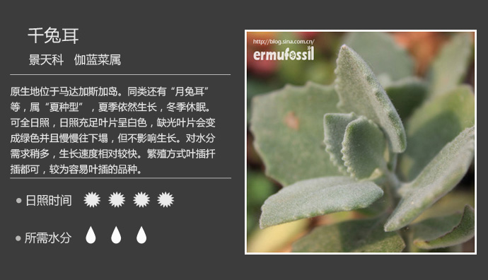 100种常见多肉植物图鉴及养殖方法
