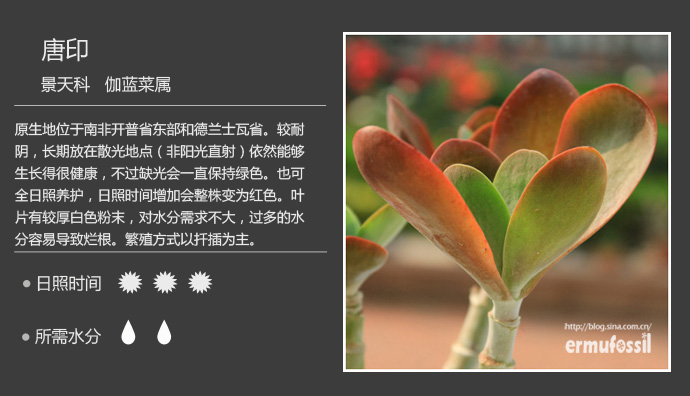100种常见多肉植物图鉴及养殖方法