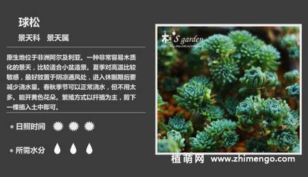 150种多肉植物图片名称大全