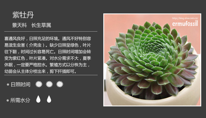 100种常见多肉植物图鉴及养殖方法
