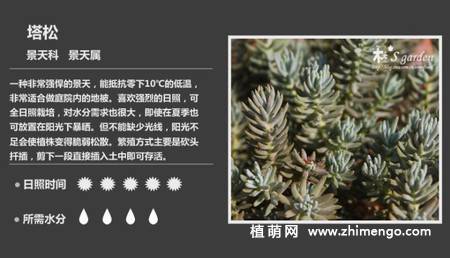 150种多肉植物图片名称大全