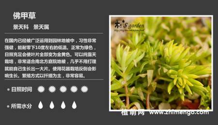 150种多肉植物图片名称大全