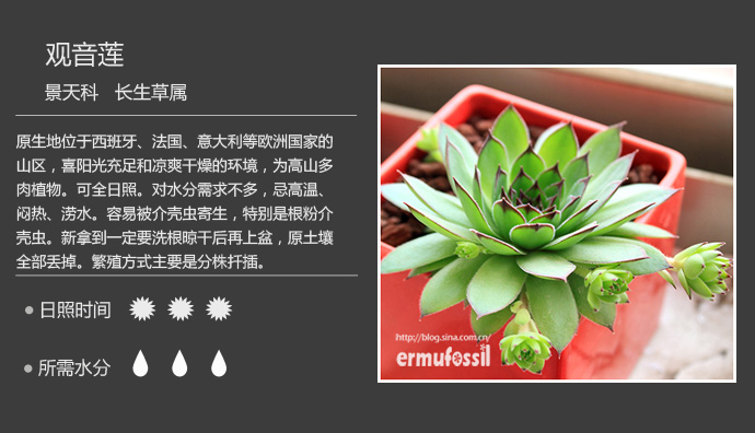 100种常见多肉植物图鉴及养殖方法