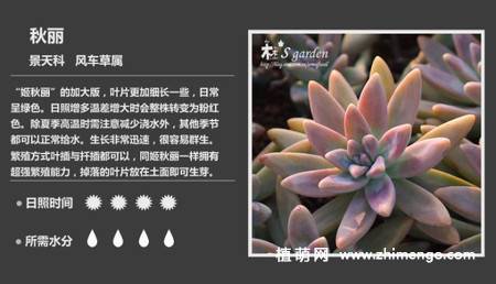150种多肉植物图片名称大全