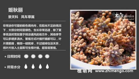 150种多肉植物图片名称大全