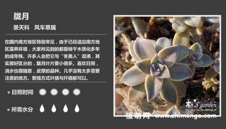150种多肉植物图片名称大全