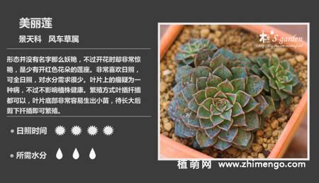 150种多肉植物图片名称大全