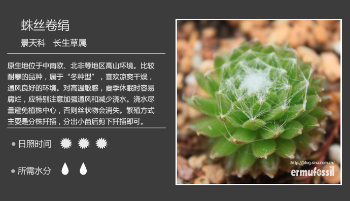 100种常见多肉植物图鉴及养殖方法