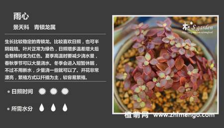 150种多肉植物图片名称大全