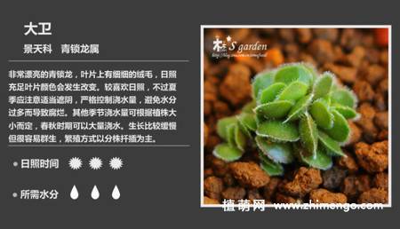 150种多肉植物图片名称大全