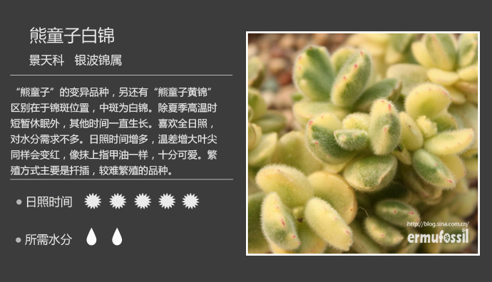 100种常见多肉植物图鉴及养殖方法