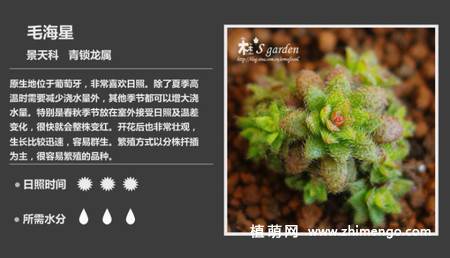 150种多肉植物图片名称大全