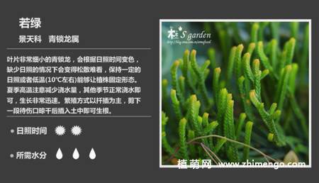 150种多肉植物图片名称大全