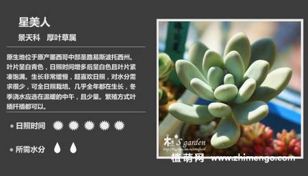 150种多肉植物图片名称大全