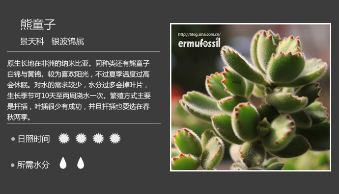 100种常见多肉植物图鉴及养殖方法