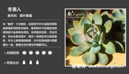 150种多肉植物图片名称大全