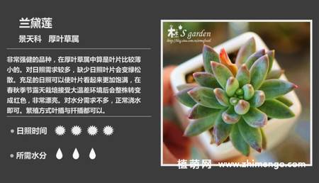 150种多肉植物图片名称大全