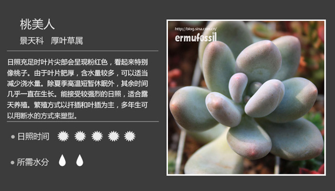 100种常见多肉植物图鉴及养殖方法