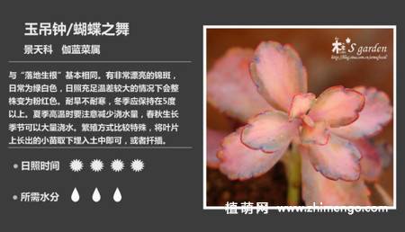 150种多肉植物图片名称大全