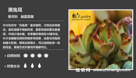 150种多肉植物图片名称大全