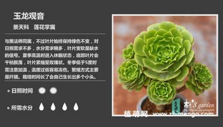 150种多肉植物图片名称大全