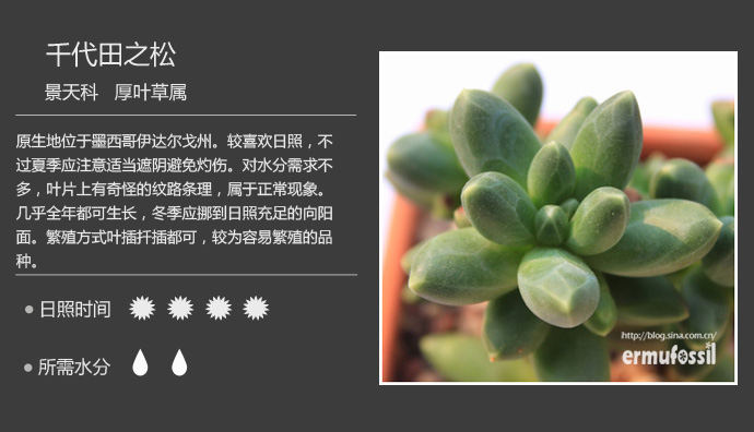 100种常见多肉植物图鉴及养殖方法