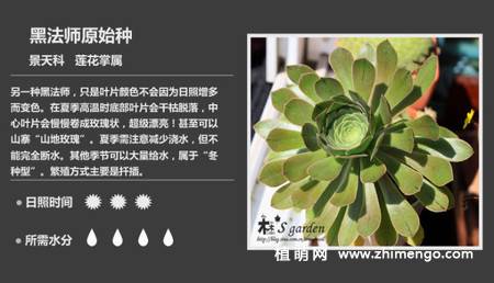 150种多肉植物图片名称大全