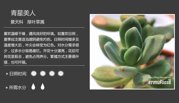 100种常见多肉植物图鉴及养殖方法