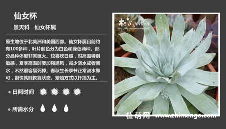 150种多肉植物图片名称大全