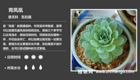 150种多肉植物图片名称大全