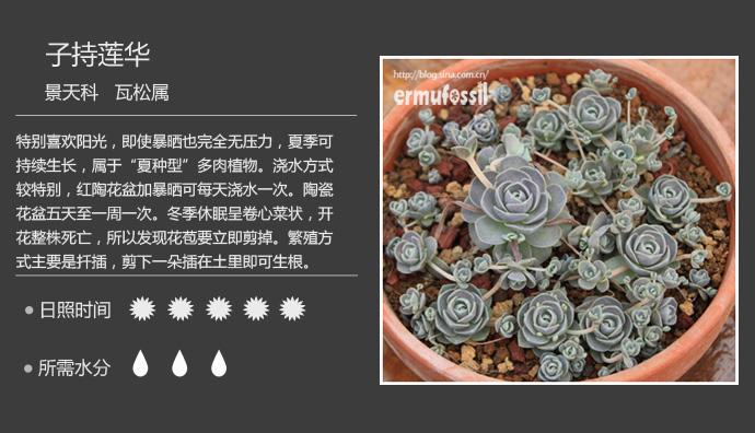 100种常见多肉植物图鉴及养殖方法