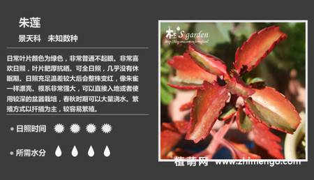 150种多肉植物图片名称大全