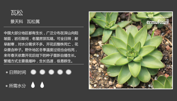 100种常见多肉植物图鉴及养殖方法