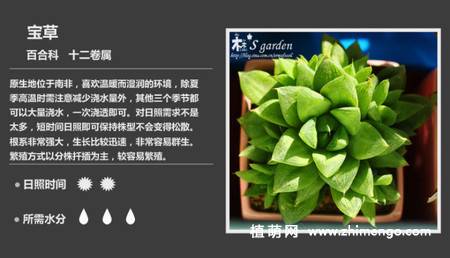 150种多肉植物图片名称大全