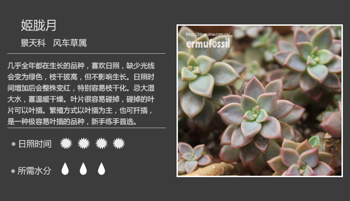 100种常见多肉植物图鉴及养殖方法