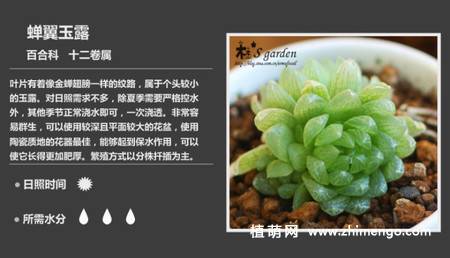 150种多肉植物图片名称大全