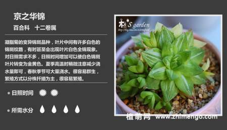 150种多肉植物图片名称大全