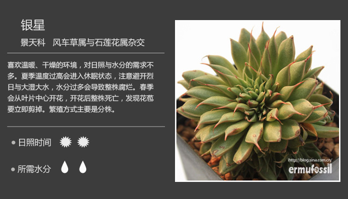 100种常见多肉植物图鉴及养殖方法