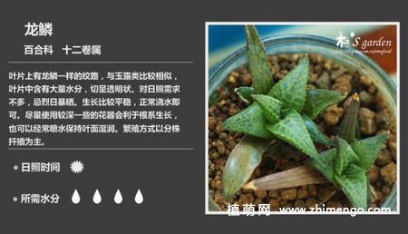150种多肉植物图片名称大全