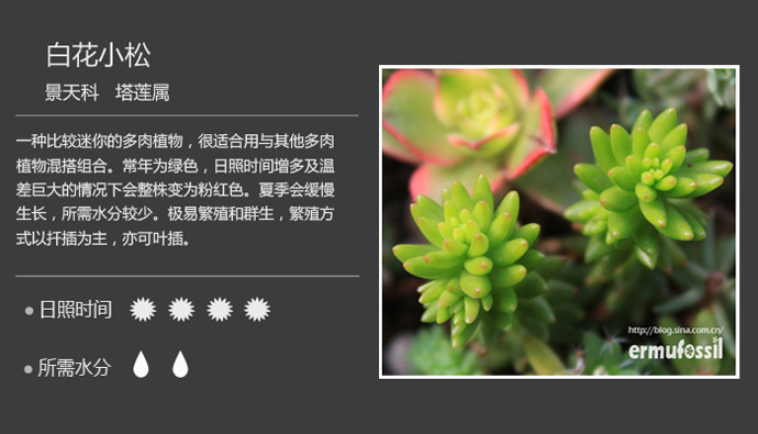 100种常见多肉植物图鉴及养殖方法
